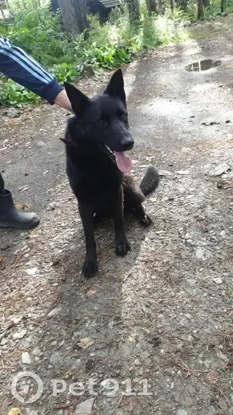 Найдена собака на Чемальском тракте - photo