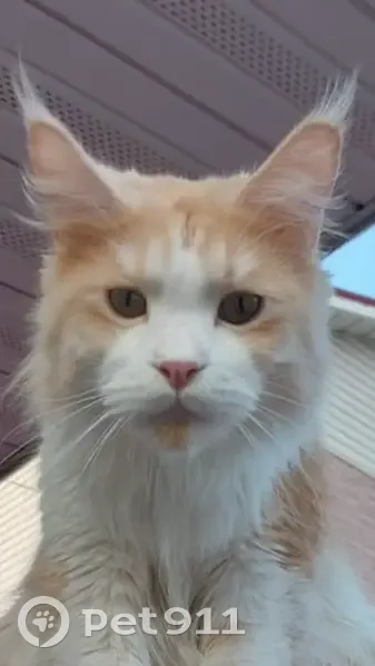 Пропал мейн-кун, ул. Щорса, Волгоград - photo