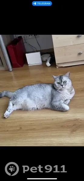 Пропал кот, ул. Федотова, 1, Минск - photo