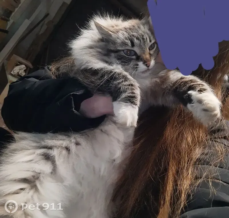 Пропала кошка Машка, ул. Ивановского 10/1 - photo