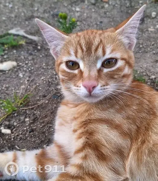 Пропала кошка, ул. Чучина, Талицы - photo