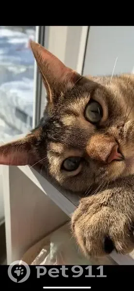 Пропал кот, Орин конец 1, Рахмановка - photo