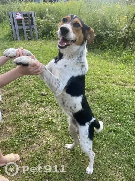 Найдена собака, СНТ «Волна 80», 2-й проезд - photo