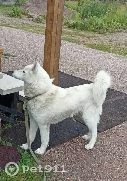 Пропала собака, 86К-8, Карелия - photo