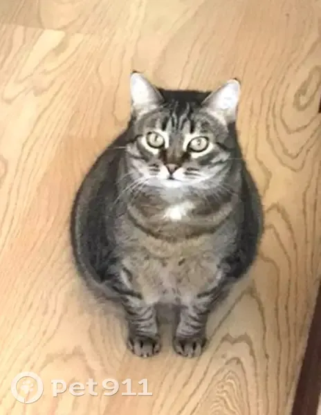 Пропала кошка, Архангельская область - photo