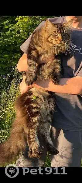 Пропала кошка в Невоне, Иркутская обл. - photo