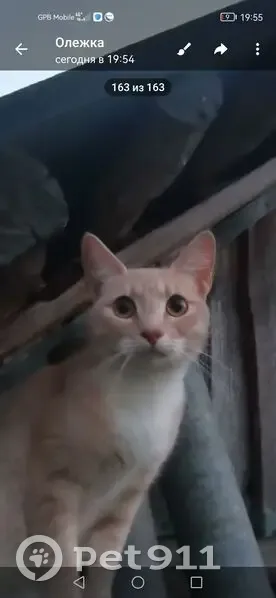 Пропала кошка, Крутая ул., 9 - photo