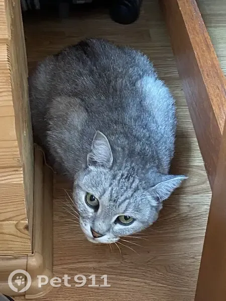 Кошка найдена у мемориала, Деревянное - photo