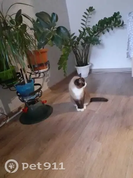 Пропала кошка, Солнечный бул., 5, Курган - photo