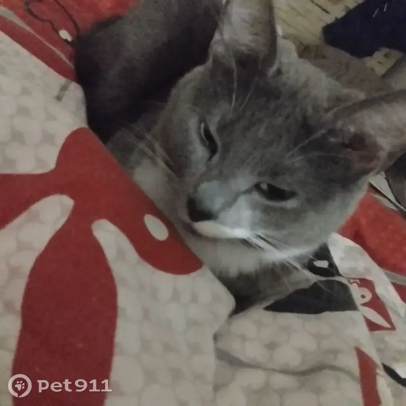 Пропала кошка, ул. Голубева, Минск - photo