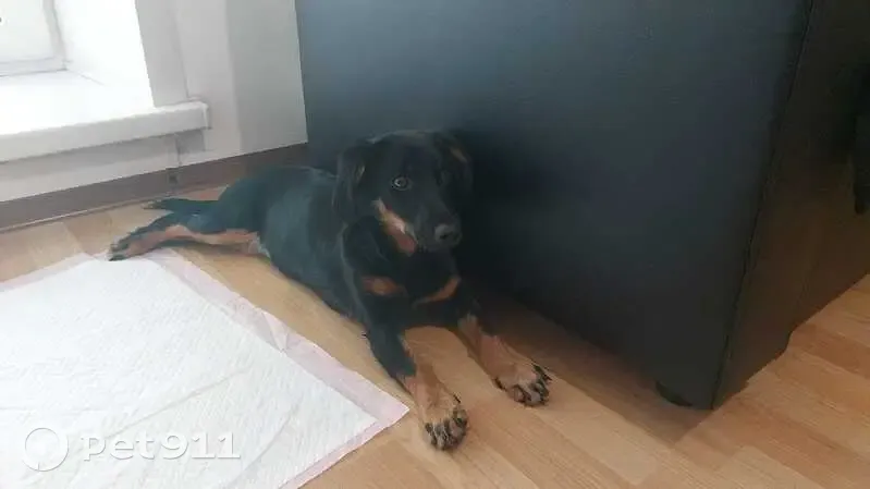 Щенок найден на трассе Завьялово-Кемерово - photo