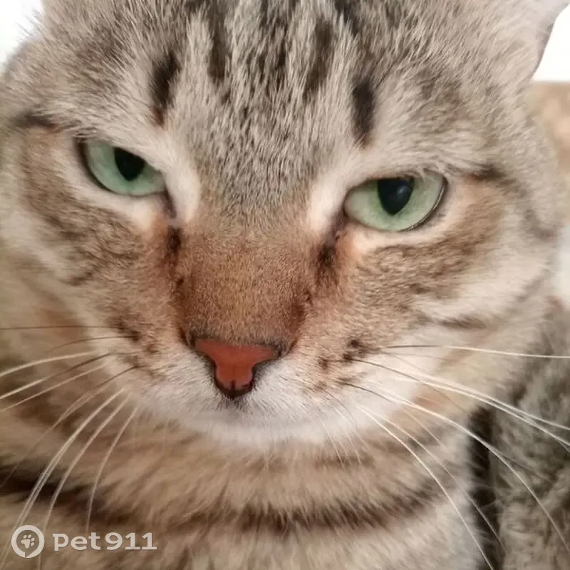 Пропала кошка, Хакасская 167, Абакан - photo