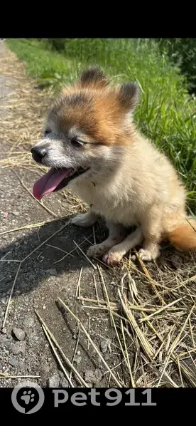 Собака пропала на Советской улице, Кытманово - photo