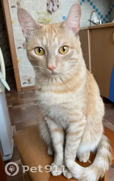 Пропала кошка, Осиновое Плесо, Славино - photo