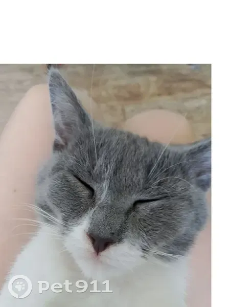 Пропала кошка на ул. Пушкина, Советская - photo