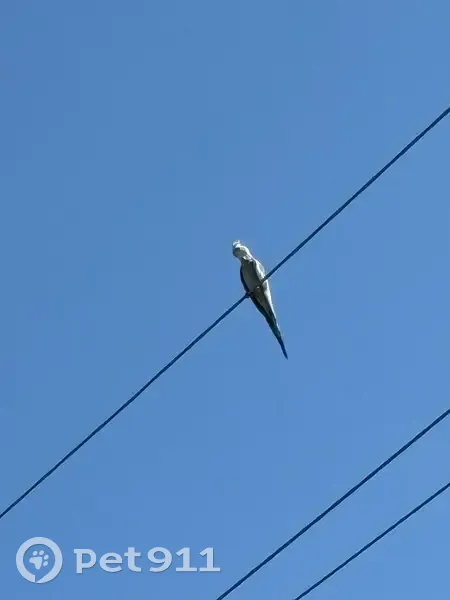 Пропала птица, Нижняя Елюзань, Пенз. обл. - photo