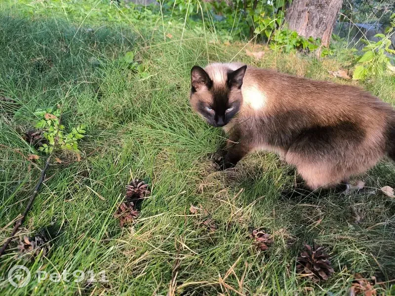 Кошка найдена: Зелёная ул., Марциальные Воды - photo