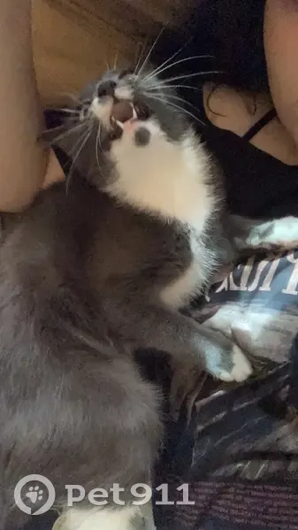 Пропала кошка, улица Зари, 85, Н. Тагил - photo