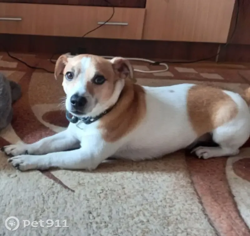 Пропала собака, ул. Ленина, 12А - photo