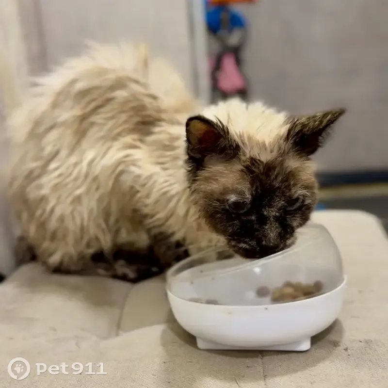 Кошка найдена в лесу, «Иртыш», Курган - photo