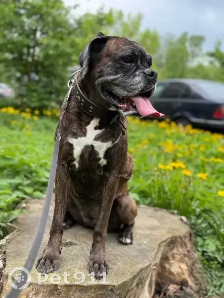 Пропала собака, Военный проезд, Петрозаводск - photo