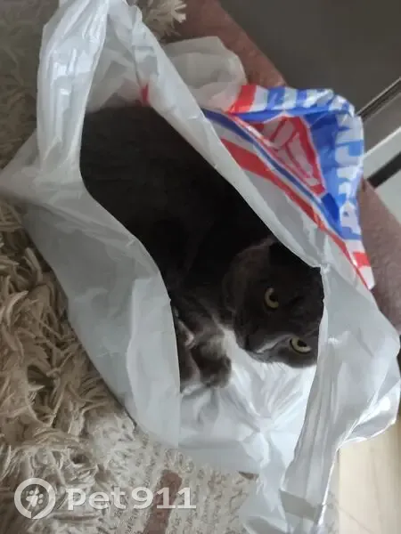 Пропала кошка, Николаева 105, Саранск - photo