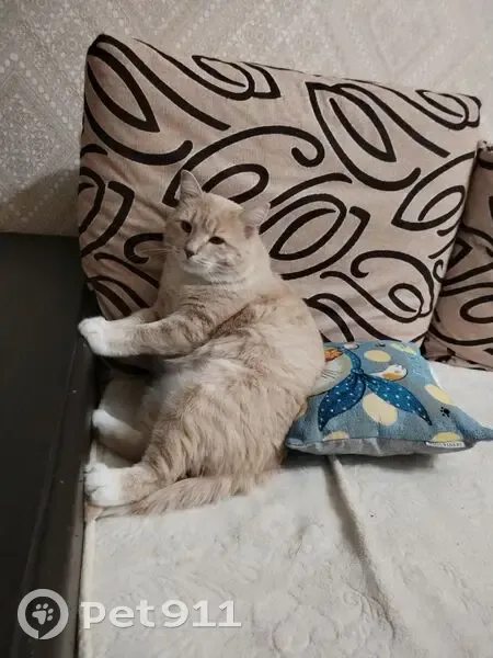 Пропала кошка, Ломовское, Орловская обл. - photo