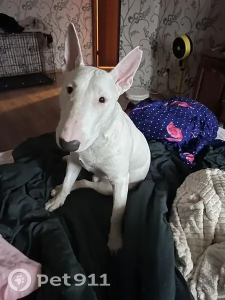 Пропала собака, Песковатка, Центр. ул. - photo