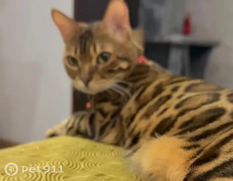 Пропала бенгальская кошка, 41К-825 - photo