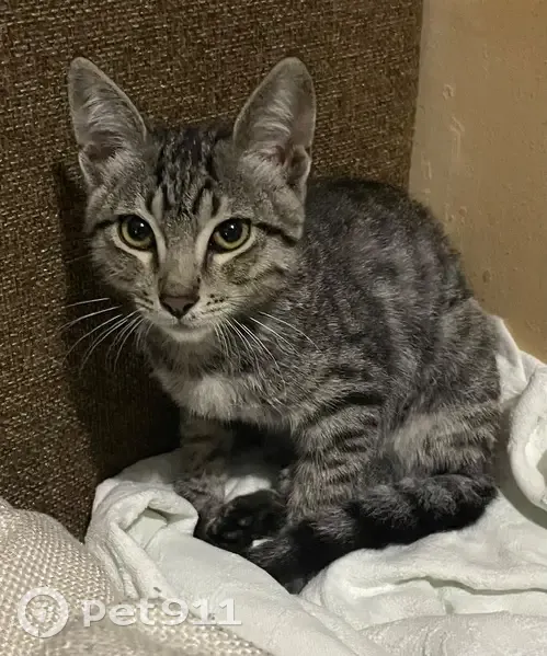 Кошка найдена: ул. Васильева, 11, Ставрополь - photo