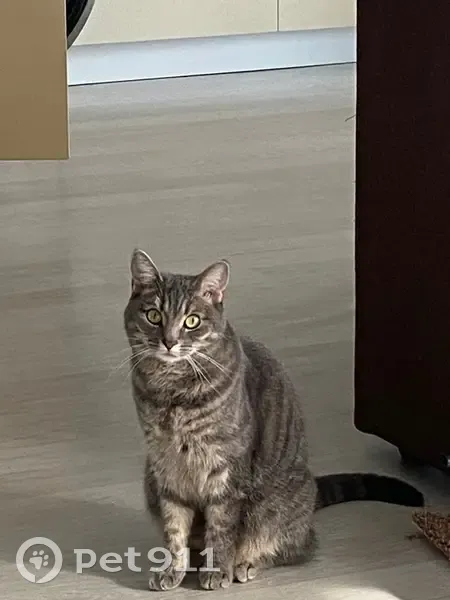 Пропала кошка, пр. Ломоносова 107, Архангельск - photo