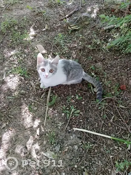 Кошка найдена на Яблочкина, 4А, Курган - photo