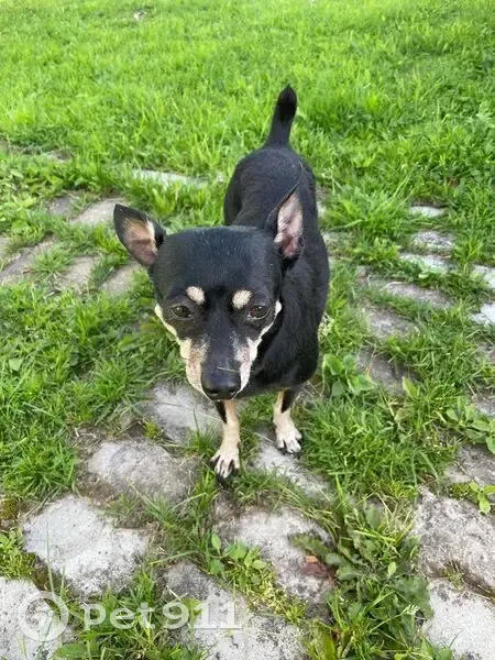 Пропала собака в Воскресенском, Вологда - photo