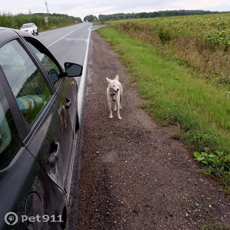 Найдена белая собака, Таптыковский с/с - photo