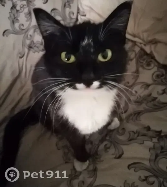 Пропала кошка, Рабочая 11, Усть-Баргузин - photo