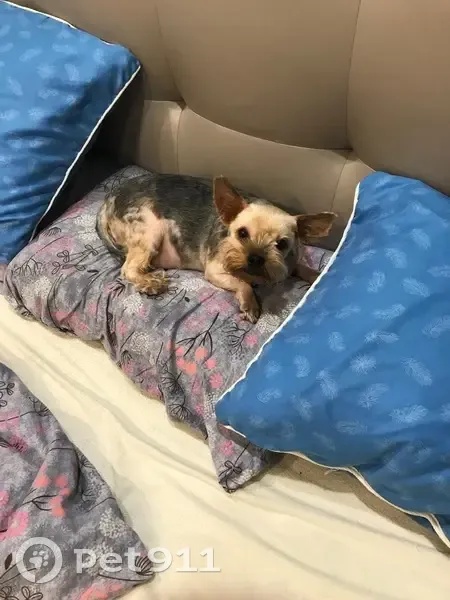 Пропала собака в Богдановке, Самарская обл. - photo