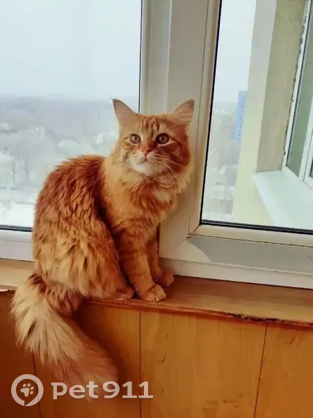 Пропал Барсик, ул. Панова 31, Самара - photo