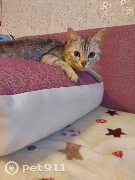 Пропала кошка Буся, ул. Панова, 31 - photo