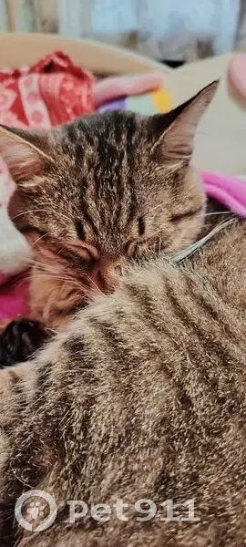 Пропала кошка, пр. Ленина, 48, Н. Тагил - photo