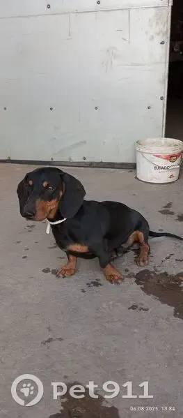 Черная такса найдена: Подольск, Металлургов 3 - photo