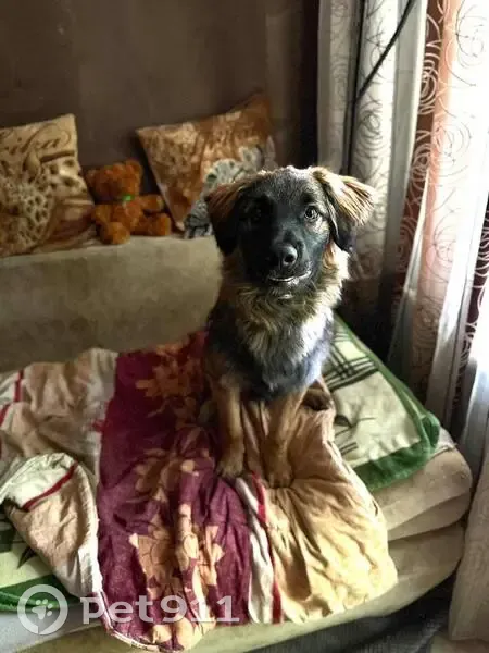 Пропала собака, Бурмистрово, 50К-13 - photo