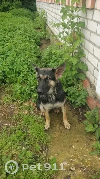 Найдена собака в Орудьево, Московская область - photo