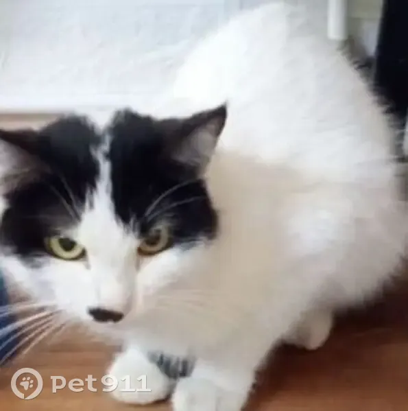 Пропала кошка, Михайловский, Башкортостан - photo