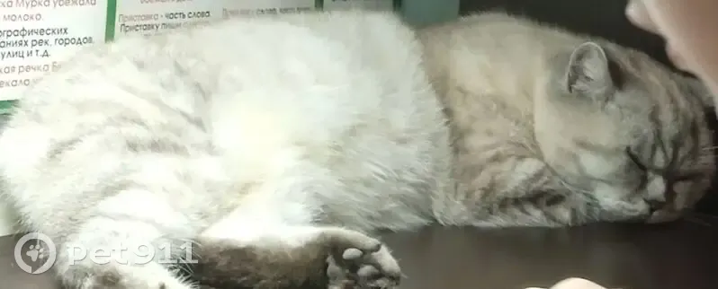 Пропала кошка, Медведицкий пер., 25 - photo