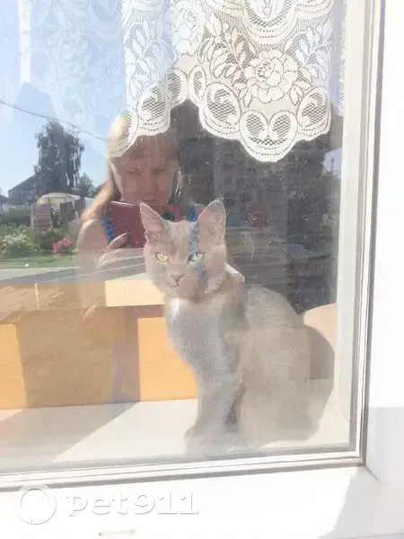 Пропала кошка, Свердловская обл. - photo