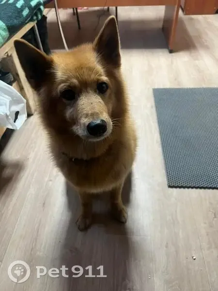 Собака найдена в Туломе, Мурманская обл. - photo