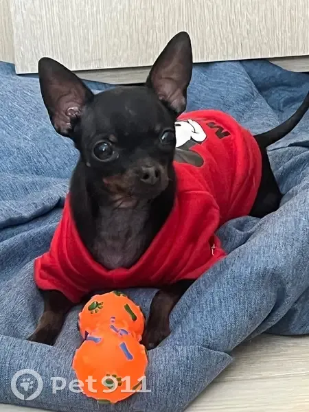 Пропала собака, Большая Тульская 54, Москва - photo