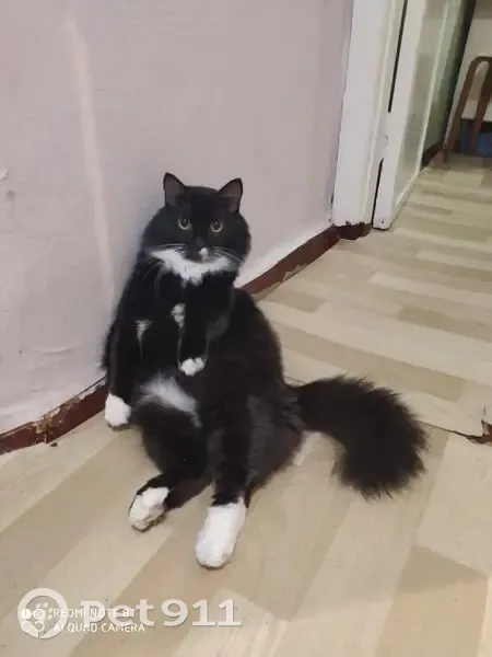 Пропала кошка, ул. Артёма 144, Стерлитамак - photo