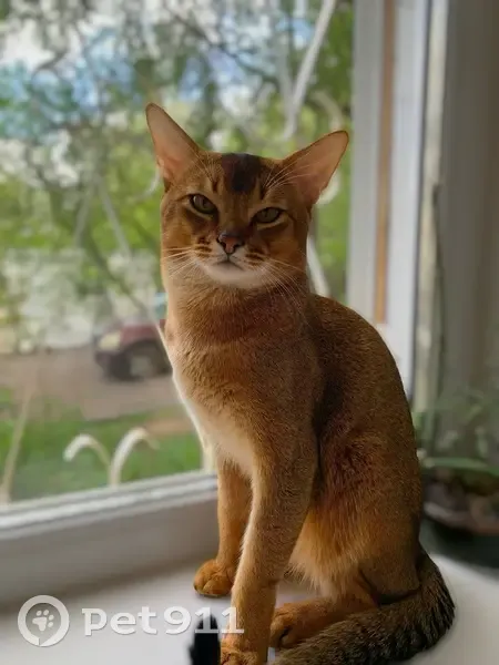 Пропал кот Арчи, ул. Шверника 19, Самара - photo