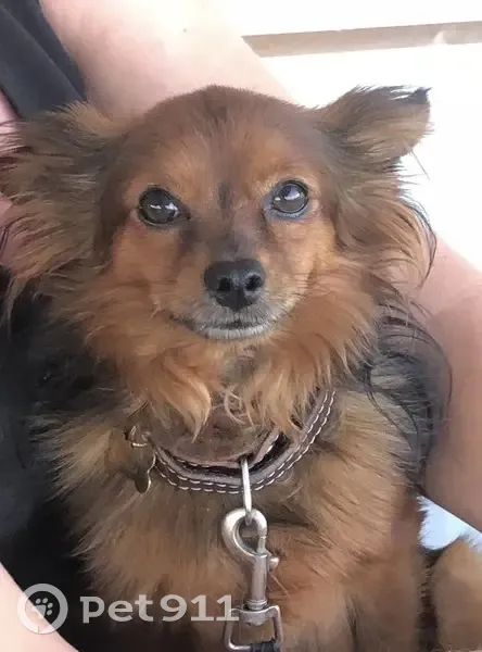 Пропала собака, ул. Тургенева 154, Марьянская - photo